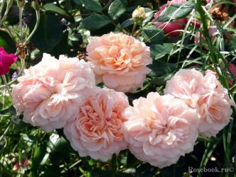 плетистая Роуз Гарден Rose Garden (в тубе)